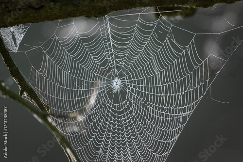 Spiderweb