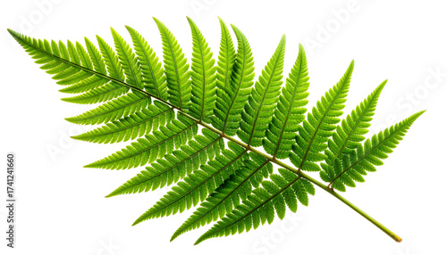 Single green fern frond leaf isolated on white background.
