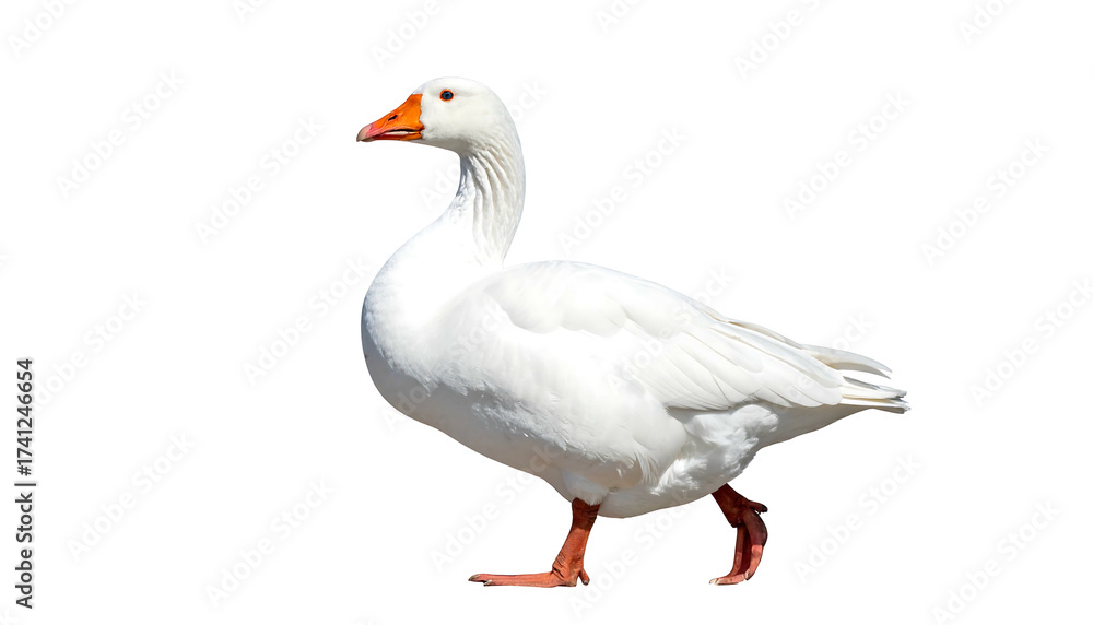 Obraz premium White domestic goose walking on an isolated background.
