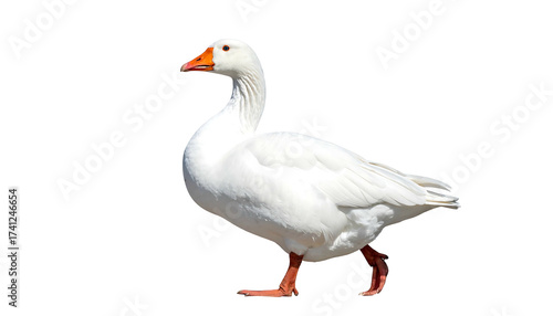 White domestic goose walking on an isolated background.