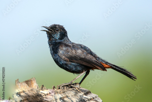Indian black Robin bird on a branch
