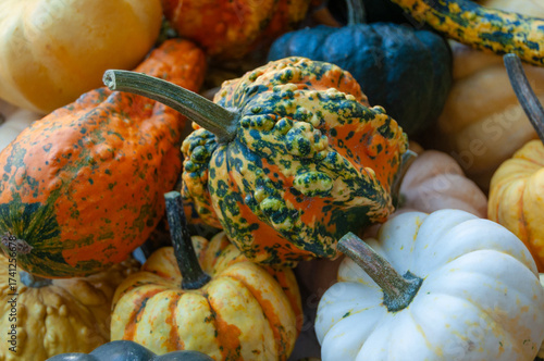 Bunch of pumpkins and gourds with different sizes and colors