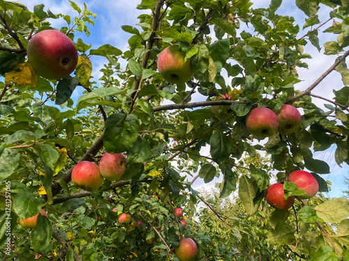 ripe juicy apples on a tree in the garden close up 