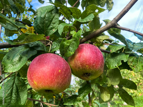 ripe juicy apples on a tree in the garden close up 

