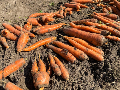 A close-up of the harvested carrot crop lying on a bed in the garden