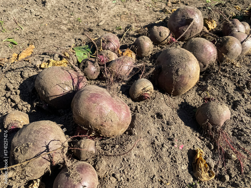 A close-up of the harvested beetroot lying on a bed in the garden
