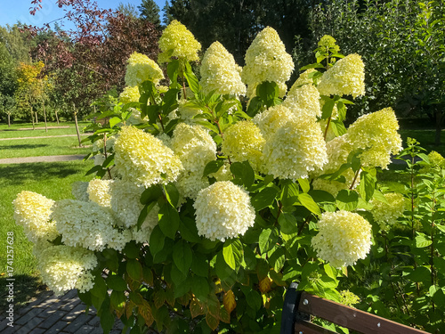 A close-up of a huge white hydrangea bush in the garden
