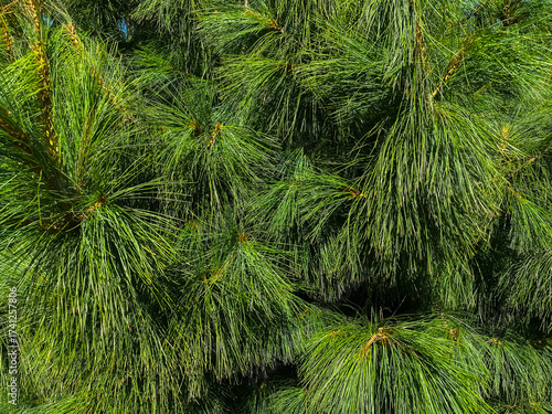 Natural green background of pine needles close-up

