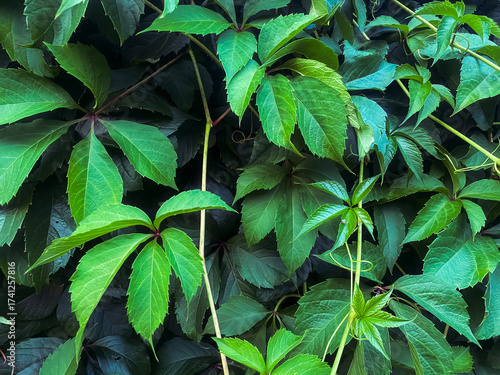Natural green background of wild grape leaves close up 