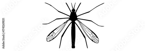 a black and white photograph of a large insect, resembling a crane flyblack, bug, close-up, insect, mosquito, photo, white, wing 