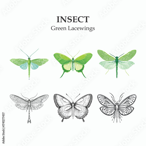 Elegant Green Lacewings Insect Illustration A Diverse Collection of Winged Beauties
