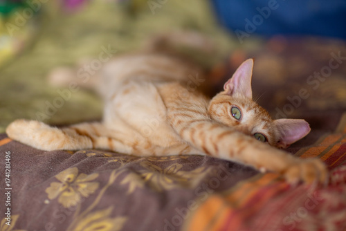 red haired cat in shelter close up photo. High quality photo