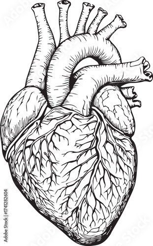 Human heart icon with detailed vessels and muscular texture in black silhouette anatomical design