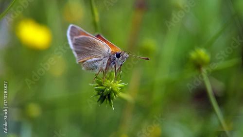 caterpillar butterfly fly wing summer garden