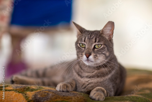 striped gray one eyed cat in shelter close up photo. High quality photo