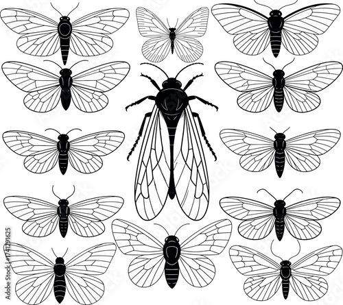 Elegant collection of insect illustrations butterflies and wasp designs in black and white vector format