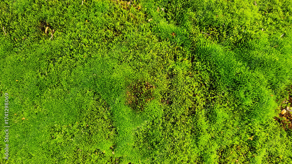 custom made wallpaper toronto digitalSpring Green moss close-up от gravel for design background. Selective focus