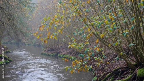 Misty woodland stream winding through forest surrounded by river willow and alder trees