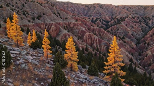 Autumn canyon landscape with golden tamarack larch trees and green junipers on rocky slopes