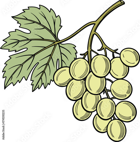 Vector illustration of green grapes on a transparent background