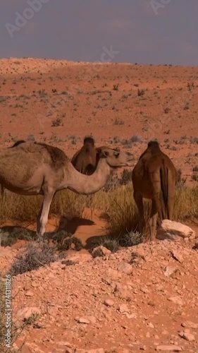 camel in the sahara desert