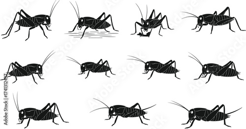 Cricket insect silhouette illustrations in various poses, detailed anatomy, black vector set for entomology, biology, nature and educational design