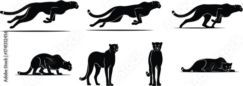Cheetah silhouette set showing big cat running, walking, sniffing, resting poses for wildlife anatomy reference and animal motion study