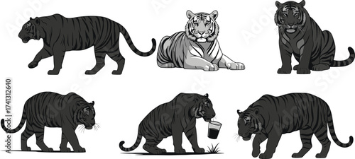 Set of artistic tiger illustrations in various poses including walking, sitting, lying, drinking, and expressive gestures in black and white
