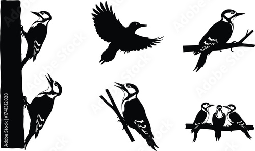 Woodpecker bird silhouette set in flight, perched, clinging to tree, branch interaction, nature vector illustration for wildlife and forest themes