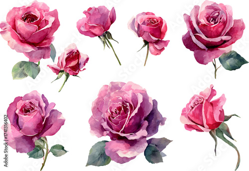 set of roses vector