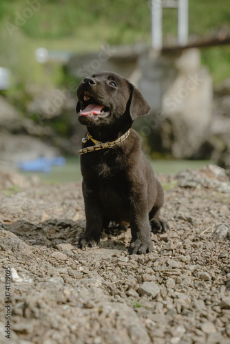 happy black Labrador puppy