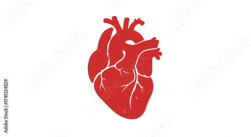 Minimalist Red Anatomical Heart Illustration – Flat Vector Medical Design
