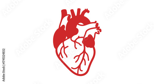 Minimalist Red Anatomical Heart Illustration – Flat Vector Medical Design