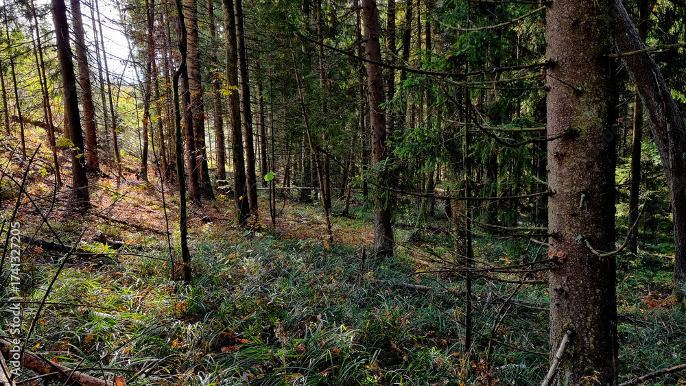 Obraz premium Sunlight in the coniferous forest. Beautiful autumn landscape.