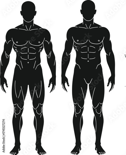 Male muscular anatomy silhouette illustration, human body front view, medical fitness diagram, workout training chart, vector health exercise design art