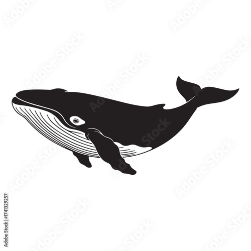 Black and White Silhouette of a Humpback Whale Swimming