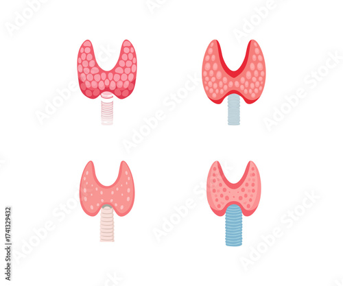 Thyroid Gland Anatomy