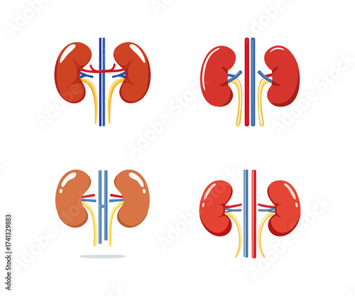 Kidney Anatomy Illustration