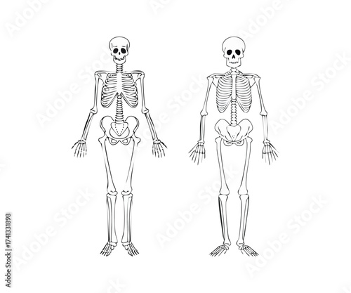 Human Skeleton Illustrations
