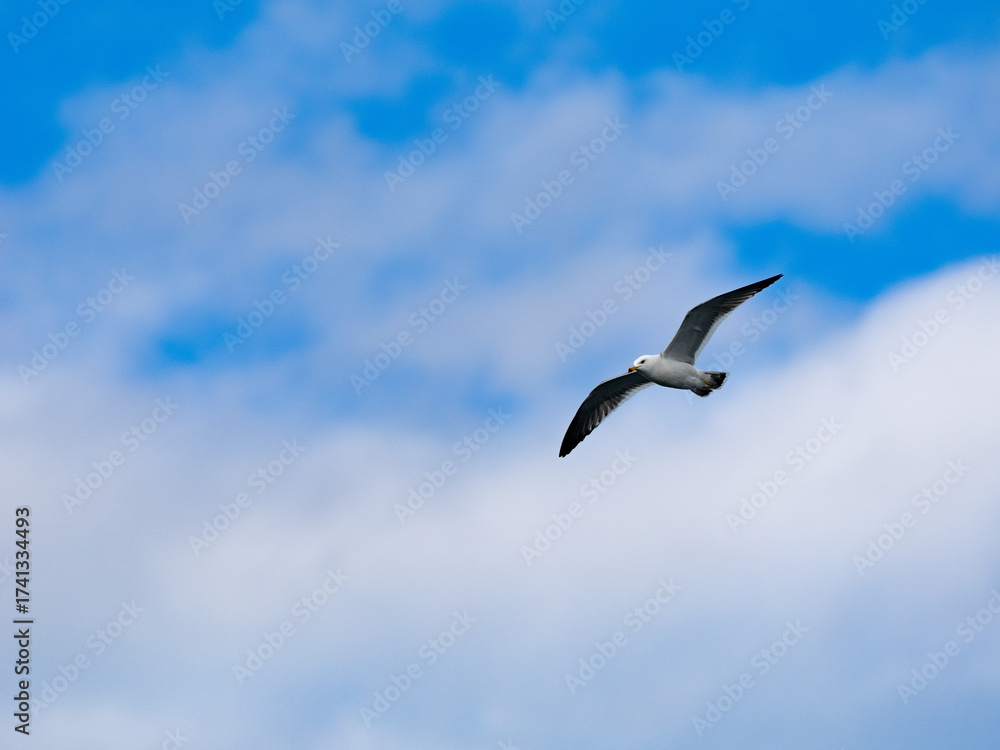 Obraz premium 空飛ぶカモメ