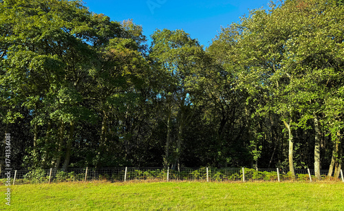 Behind a sweep of grass, a dense forest rises, its canopy dappled with filtered sunlight. A wire fence traces the foreground, a quiet counterpoint to nature’s layered hush near Stead Lane, Ilkley, UK