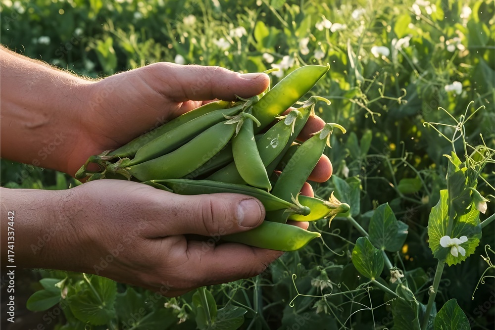 Fototapeta premium Hands holding green pea pods on plant background in summer field