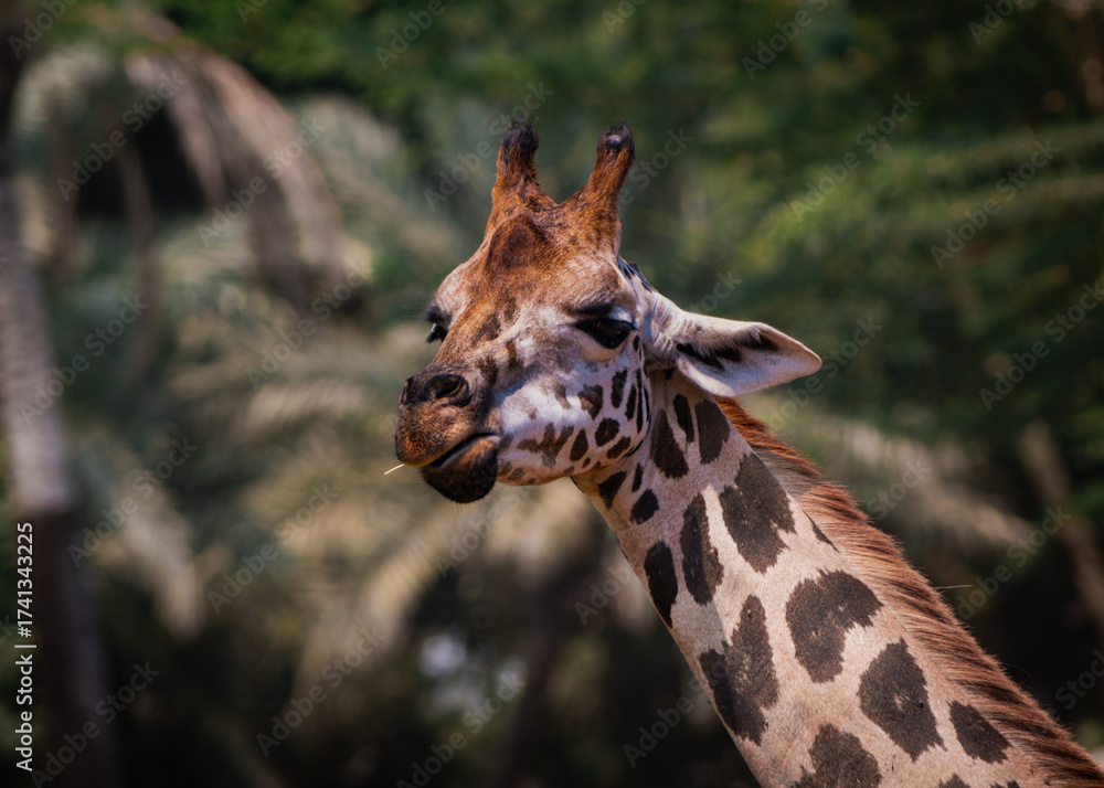 Obraz premium Giraffe