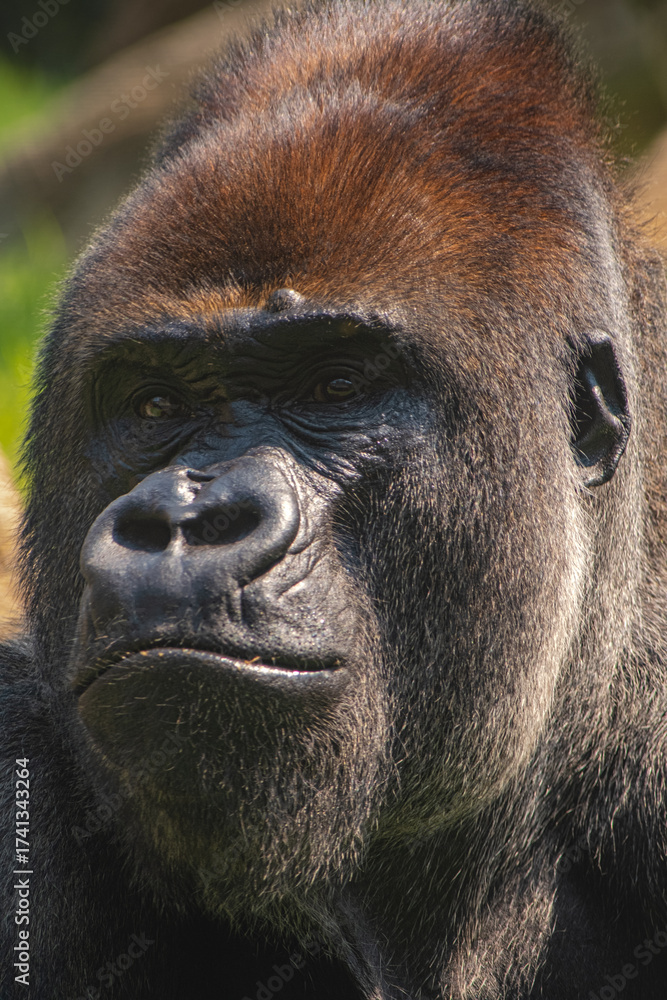 Obraz premium Silver gorilla
