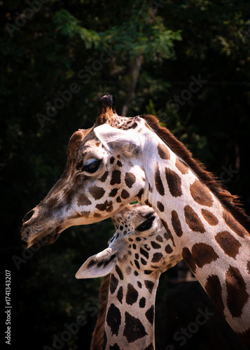 Sticker Two giraffes