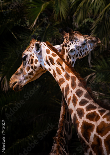 Sticker Two giraffes