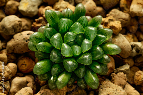 Closeup Haworthia Cooperi Var. Obtusa, potted succulent plants with lovely round tipped translucent leaves