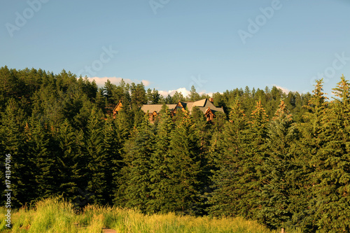 Log cabin nestled in a dense evergreen forest secluded mountain retreat serene natural landscape under a clear blue sky