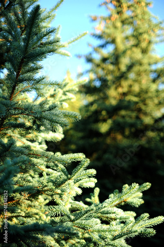 Close-up of blue spruce tree branches with soft focus background representing nature and evergreen forests perfect for seasonal or environmental themes