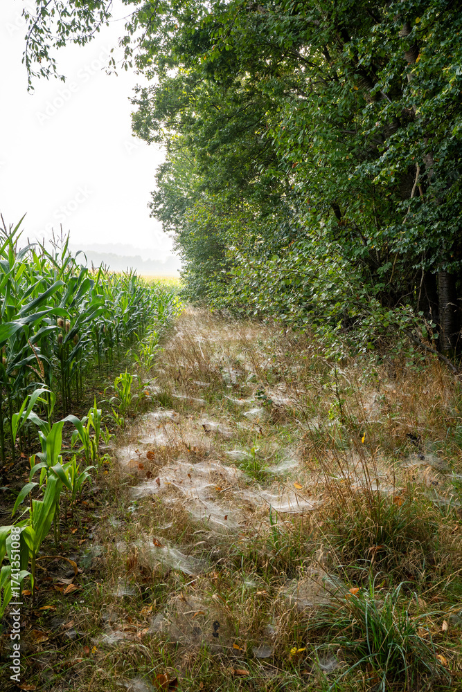 Obraz premium Spinnenweben verkünden den 